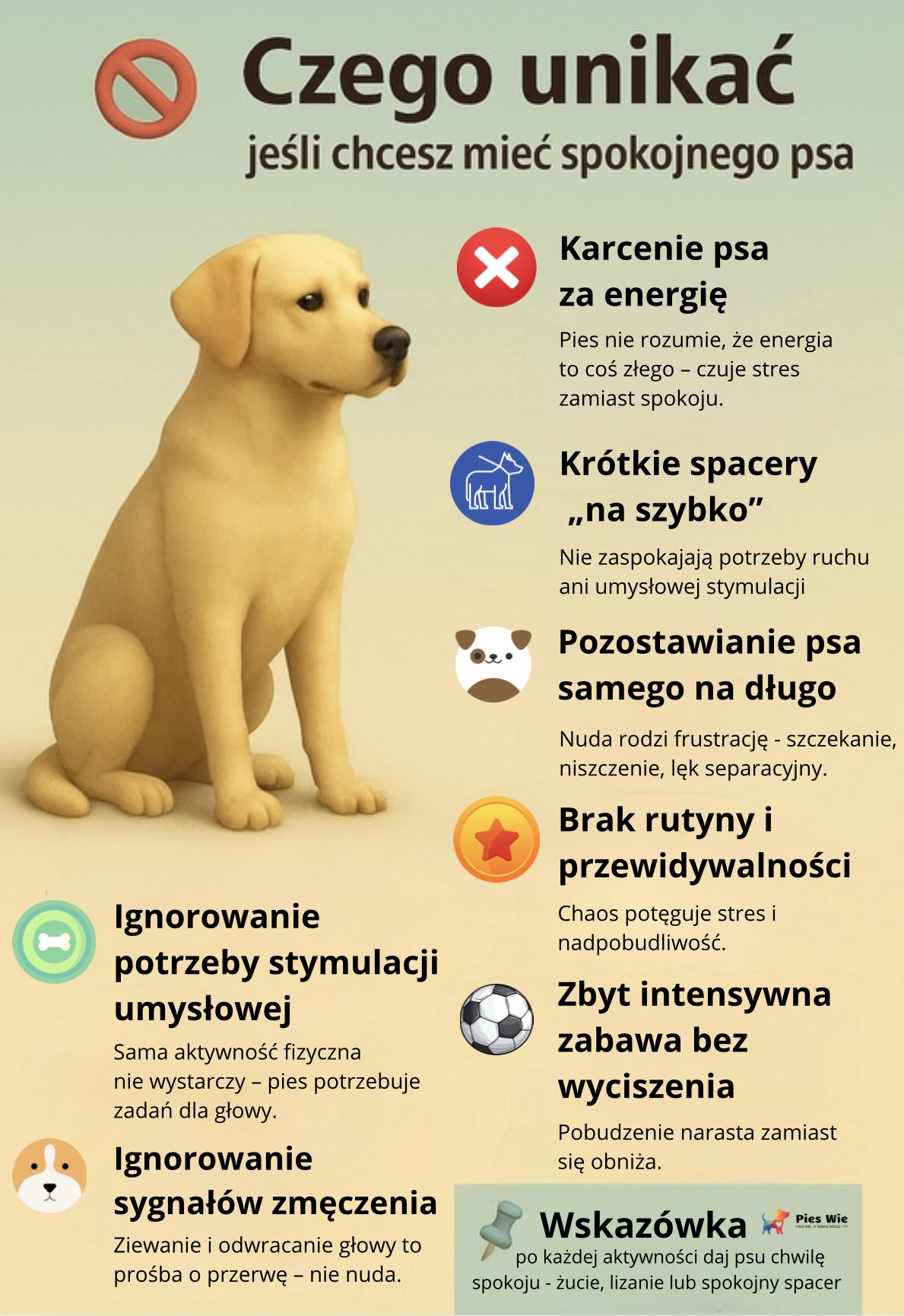 Jak zmęczyć psa mądrze - infografika z najczęstszymi błędami opiekunów energicznych psów.